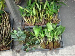 石斛種植指南 哪種石斛開花最香？