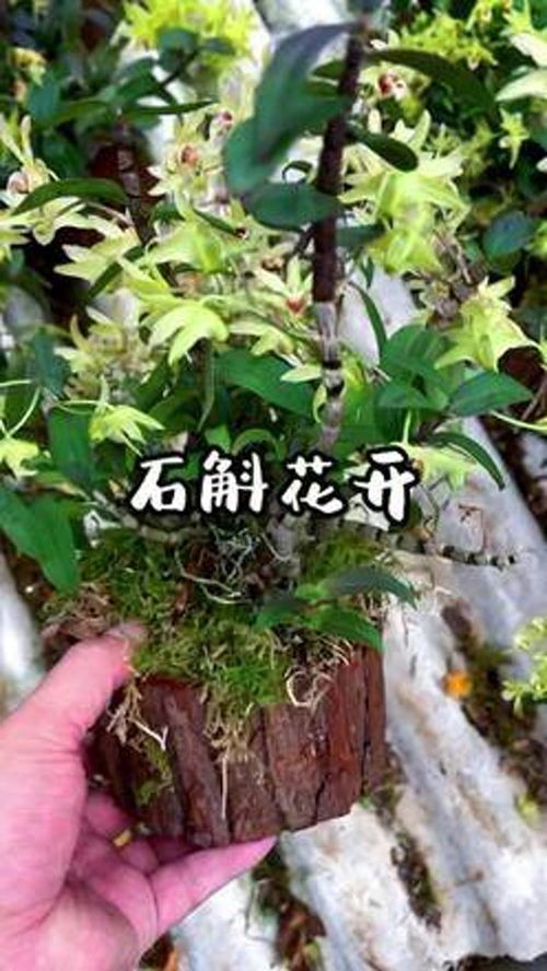 石斛開花，它來了——鐵皮石斛樹上種植的極致之美
