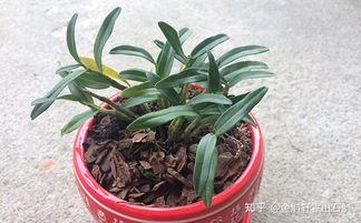 自己在家種植霍山石斛，輕松掌握的方法與養護要點