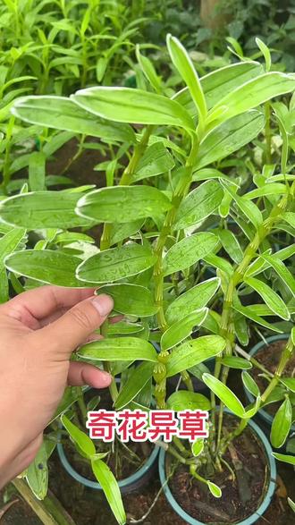 金釵石斛藝草 大自然饋贈的鄉村振興之花