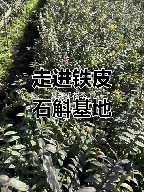 探訪鐵皮石斛種植基地 一株