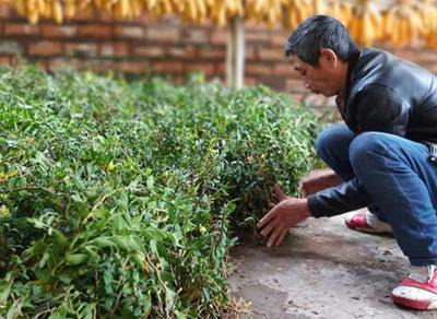 鐵皮石斛種植項(xiàng)目落戶四川馬邊荍壩鄉(xiāng)，產(chǎn)業(yè)扶貧譜寫新篇章