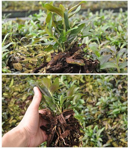 寧波新店開業(yè)｜有機(jī)鐵皮石斛鮮條基地直銷，鐵皮保證，價(jià)格優(yōu)惠