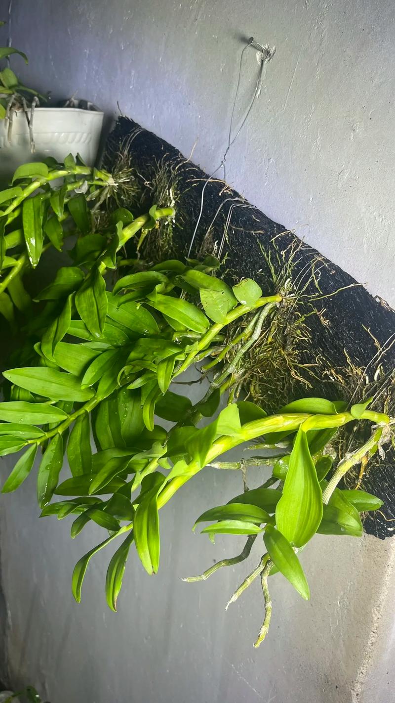 生機(jī)勃勃的綠色財(cái)富 石斛種植入門指南